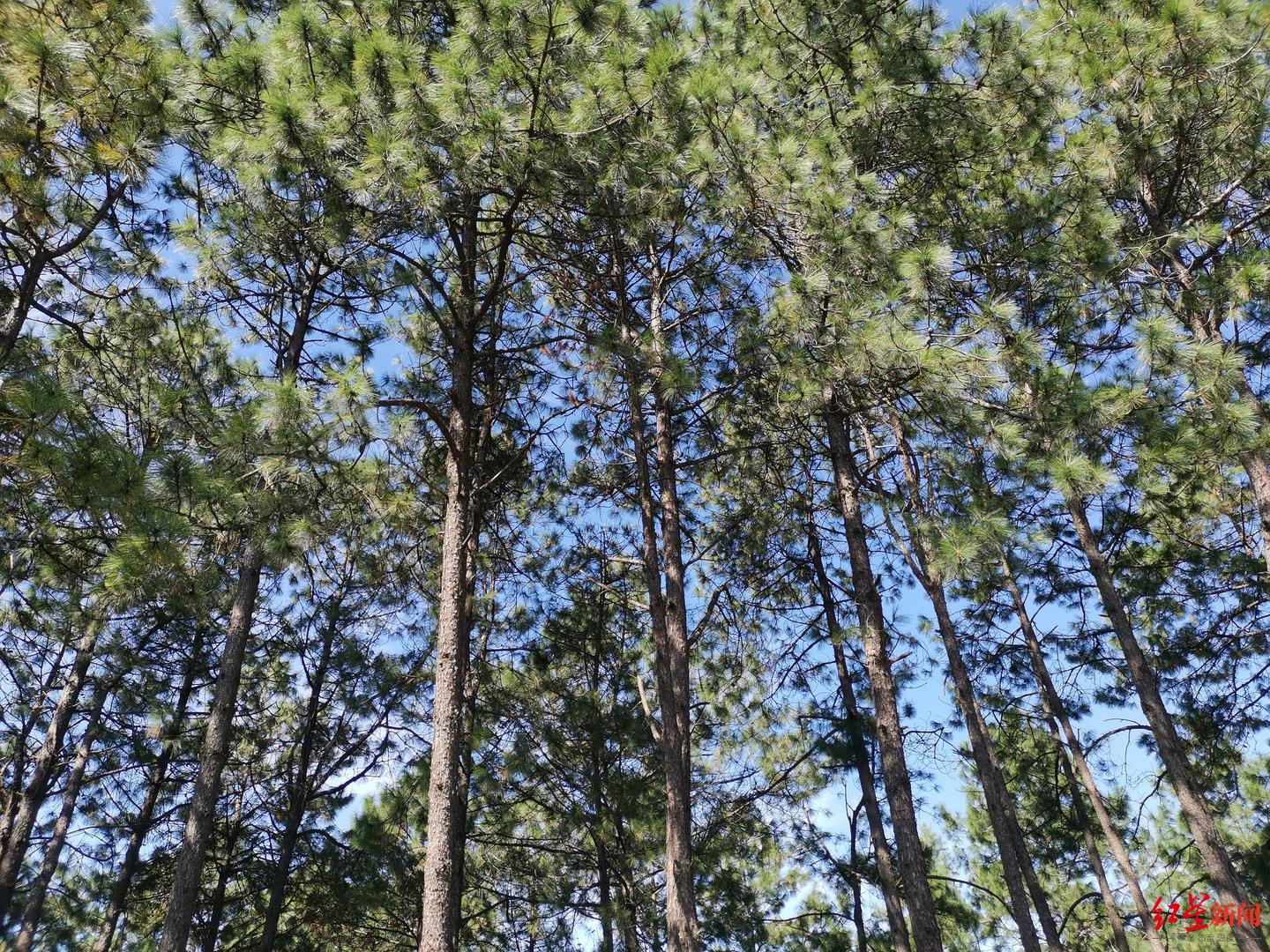 西昌市的飛播林主要是云南松