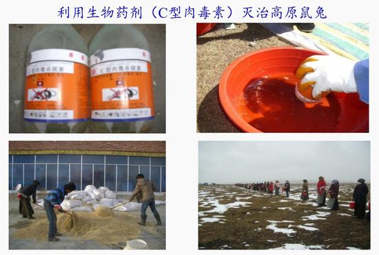 生物灭治鼠