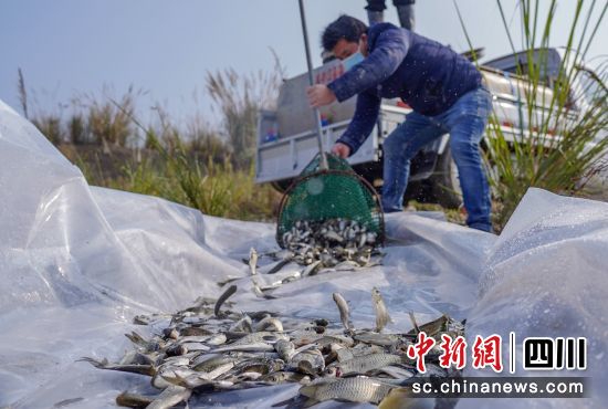 鱼苗放流岷江现场。邓凌瀚摄