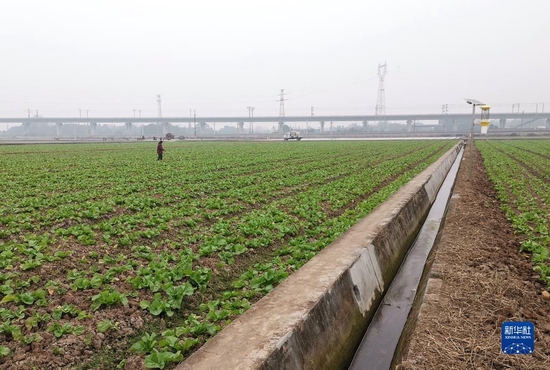 1月10日拍摄的永丰村高标准农田，灌溉渠从旁边流过。新华社记者陈健 摄