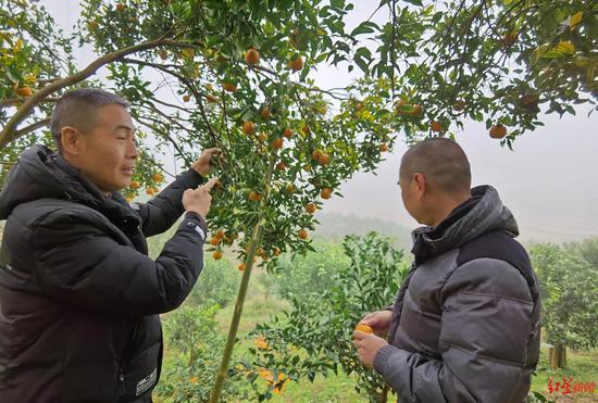 经济作物站技术人员现场指导