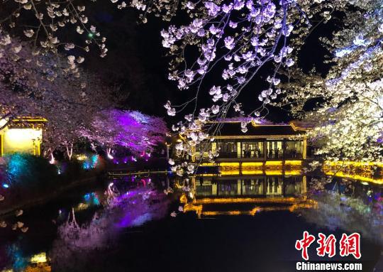 灯光下,樱花“狐媚”,别有一番风情在