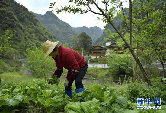 村民在管护田园