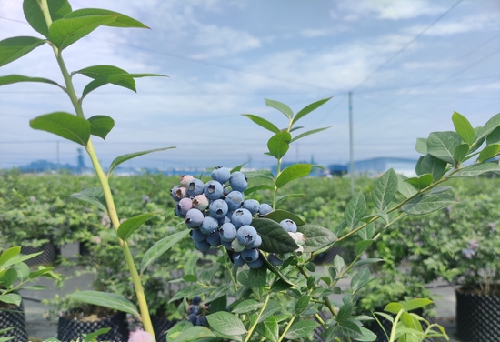在刘谦的农场中，蓝莓即将大量成熟（图片由受访者提供）