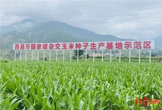 ▲西昌市国家级杂交玉米种子生产基地。