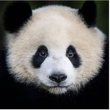 与带枪的男人们不同的是,传奇女性露丝·哈克尼斯带着奶瓶与奶粉来到中国。
