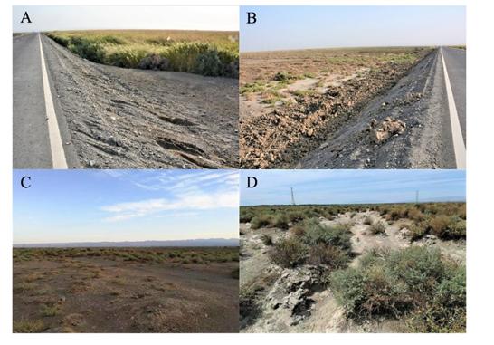 吐鲁番花条蛇的栖息地生境。A和B分别表示艾丁湖的道路左侧和右侧的生境（刘金龙 摄）；C和D代表吐克逊县的生境（蔡波 摄）