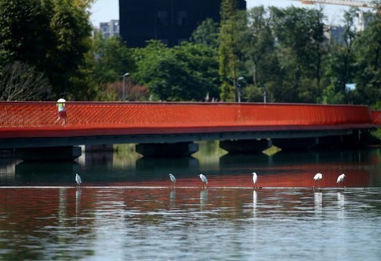 成都桂溪生态公园一景。李冬 摄