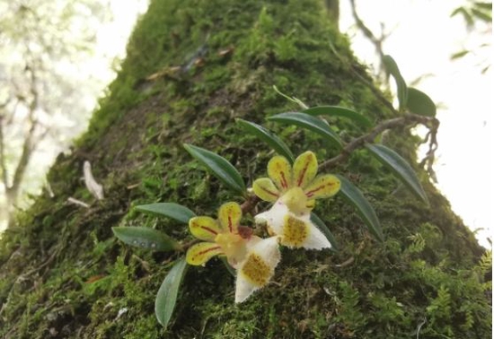 四川兰科植物“上新” 大熊猫国家公园卧龙片区发现中华盆距兰