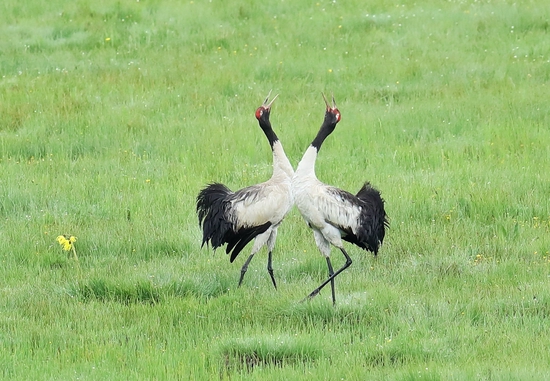 若尔盖湿地中的黑颈鹤。（省林草局供图）