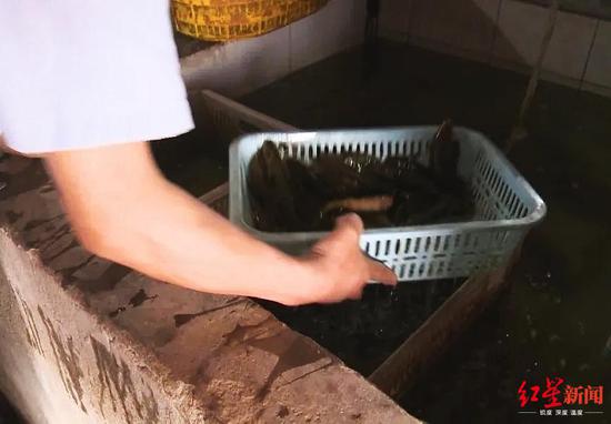 用養殖魚冒充的野生魚