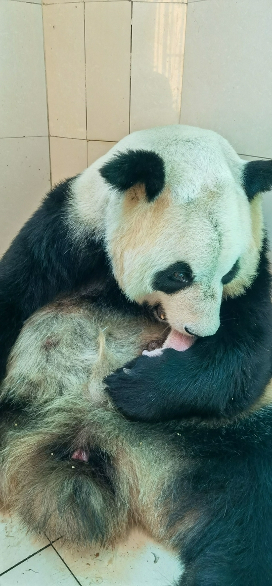 苏珊带仔
