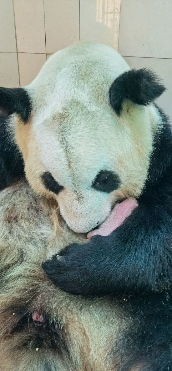 苏珊带仔
