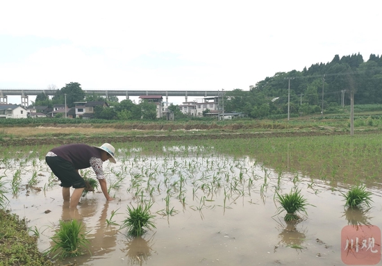 凭借应急调水，乐至县宝林镇双碑村比往年提前20多天插秧，不远处就是毗河供水一期工程的渡槽。