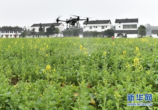 在四川省广安市广安区花桥镇花桥村，农户操作植保无人机给油菜施肥。