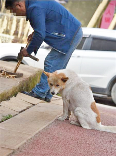 威信县扎西大道上一流浪犬