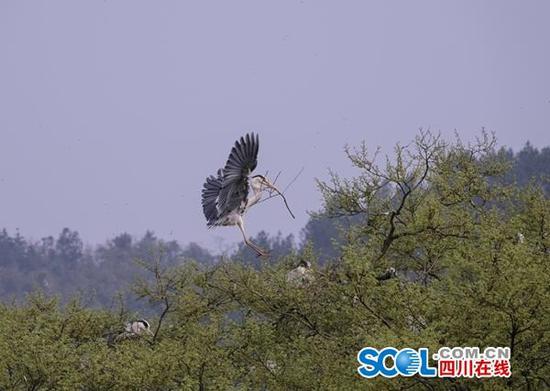 鳥兒歡快地飛來飛去。鐘旭娟 攝