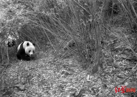 ↑兩只大熊貓同框 關壩自然保護中心供圖