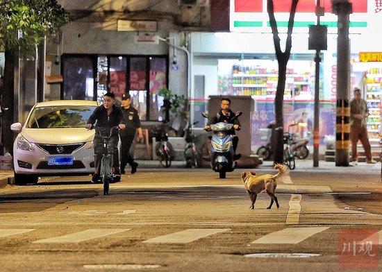10月17日，成都街头的流浪狗。华小峰 摄