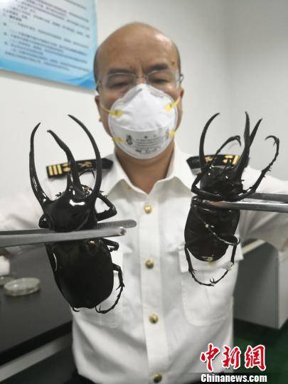 成都海关在国际邮件中截获的“南洋大兜虫”。成都海关供图