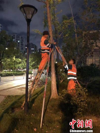 城管工作人员为杭州的树木加固支撑。江干区城管局 供图