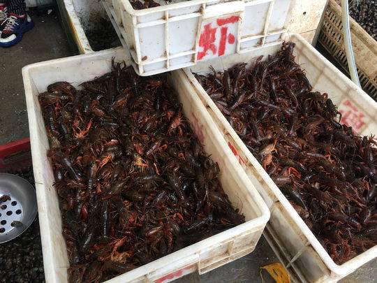 批发市场的小龙虾