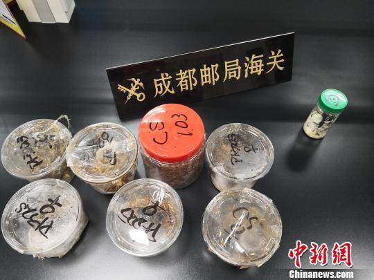 用于存放活体甲虫的收纳盒。成都海关供图