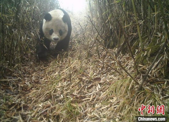 大熊猫。　德阳市委宣传部供图