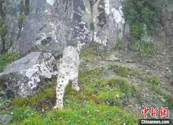 雪豹的影像资料。　四川王朗国家级自然保护区供图