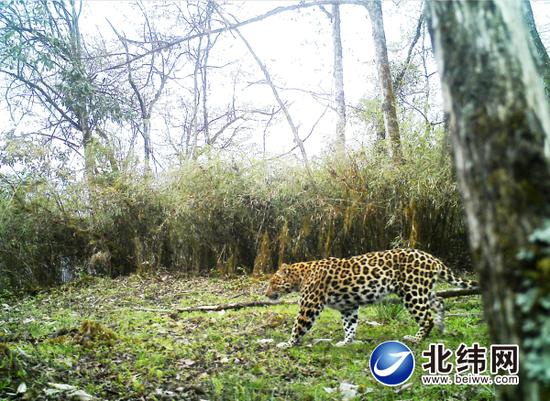 一只体型壮硕的金钱豹闯入邓池沟安放的红外相机镜头