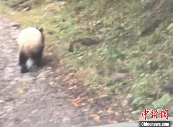 大熊猫转身跑上山 余志军 供图
