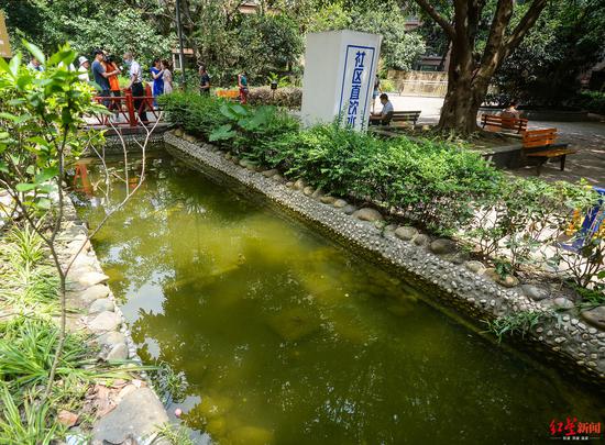 发现桃花水母的池塘