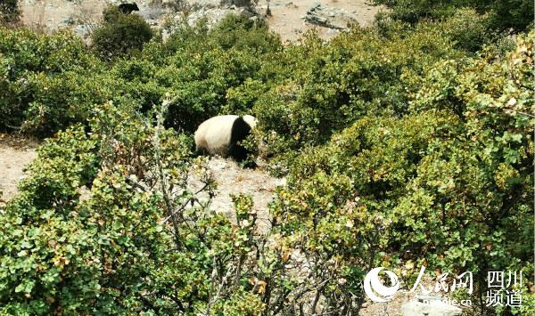 村民拍下的野生大熊猫（图片由村民提供）