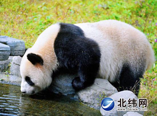 碧峰峡内的大熊猫
