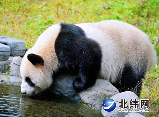 碧峰峽內(nèi)的大熊貓