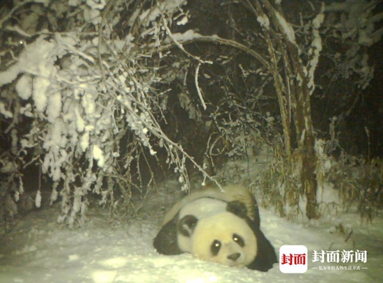 四川宝兴再次拍到野生大熊猫 在红外相机前露了个脸