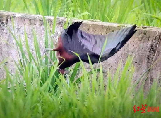 彩鹮被击中倒地瞬间 观鸟爱好者摄