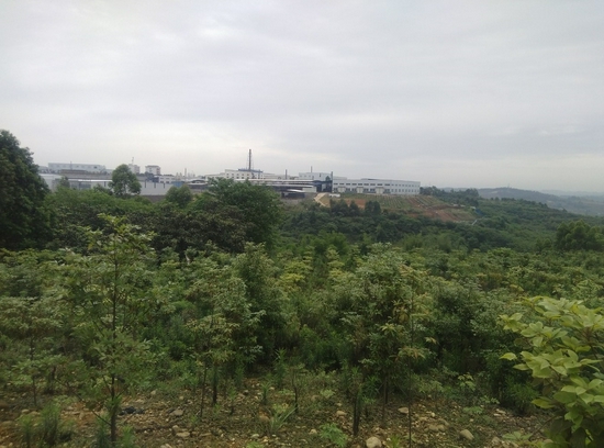 抑螺植物楨楠