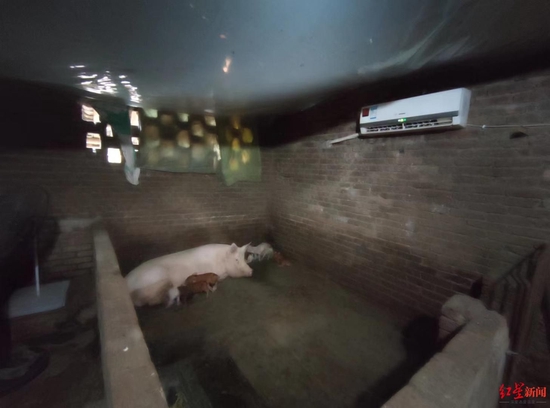 ↑猪圈装空调给母猪、仔猪降温。
