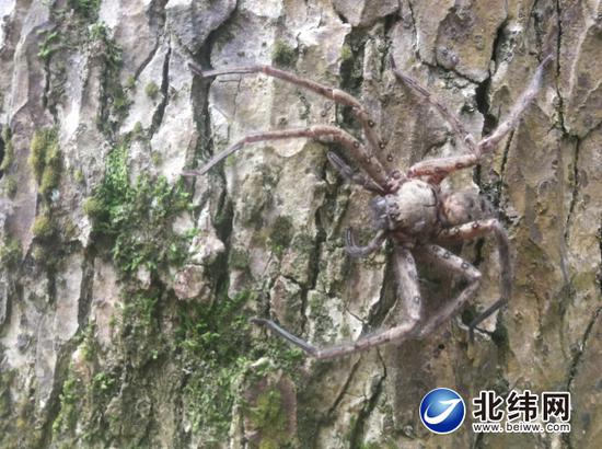 云峰寺桢楠树王树干上拍到的巨蜘蛛