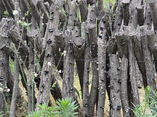 红坪村依托本地优势资源种植木耳