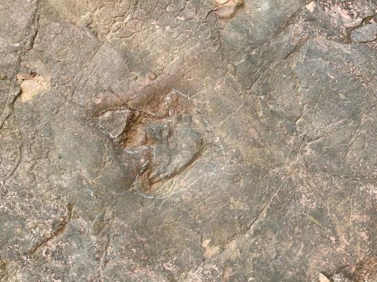 工地坡面发现的恐龙足迹