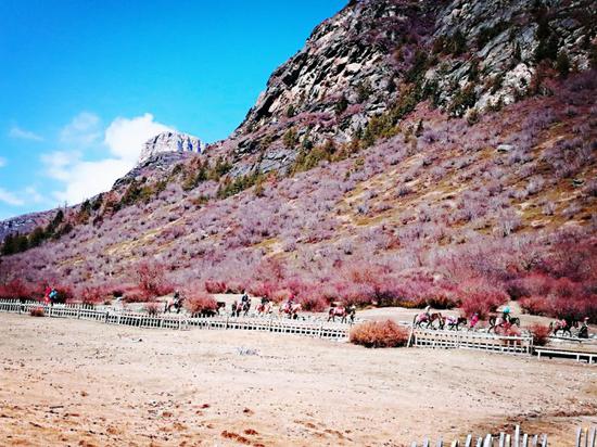 有享法逸起来 雪铁龙天逸探秘稻城亚丁
