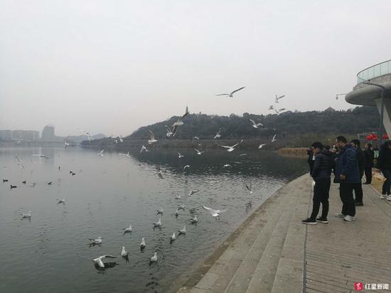 市民绵阳三江湖国家湿地公园内喂鸟,图据记者