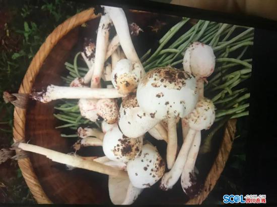 张女士一家食用的野生蘑菇