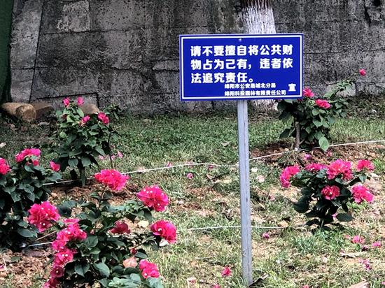 改进前的用铁丝固定花卉 陈冠宇 摄