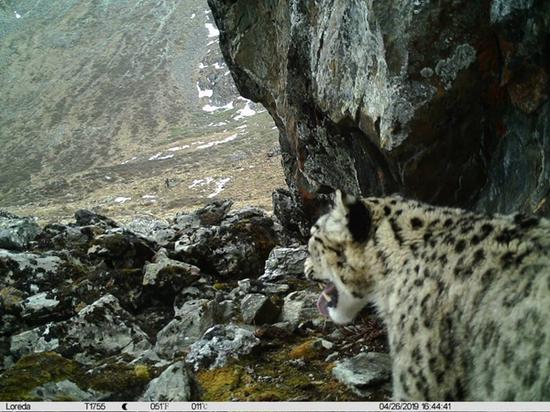 罕见画面曝光!四川卧龙发布雪豹十年监测报告(最新发布)