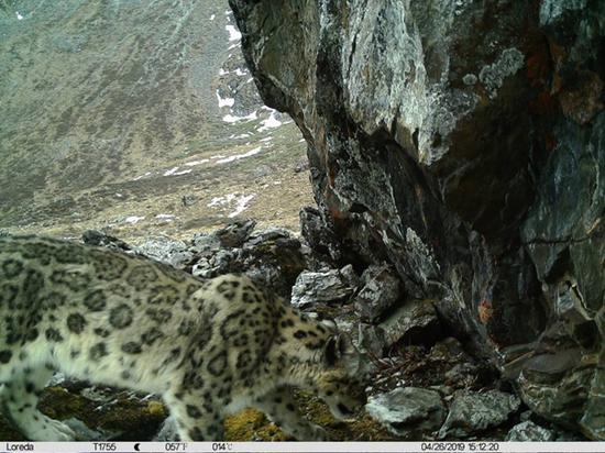 罕见画面曝光!四川卧龙发布雪豹十年监测报告(最新发布)