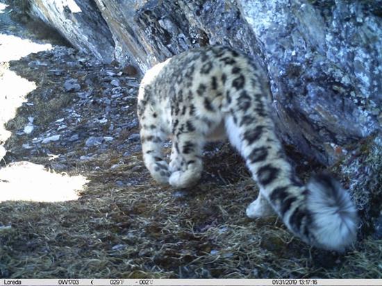 罕见画面曝光!四川卧龙发布雪豹十年监测报告(最新发布)