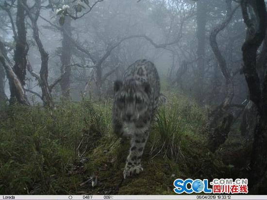 全球首次！四川卧龙拍到雪豹首现大熊猫栖息地（组图） - 3